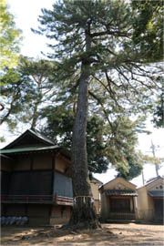 写真: 下高井戸八幡神社の境内